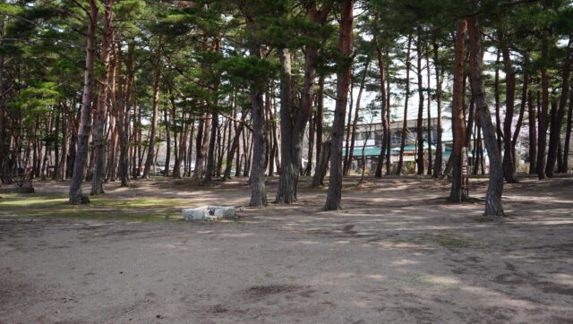 天神浜オートキャンプ場の林間サイト
